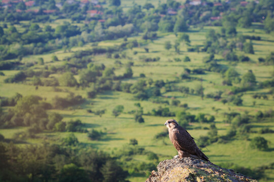 Young Saker Falcon (Falco cherrug) perched on rock. Bulgarian Saker Reintroduction Project. Central Balkan National Park. Bulgaria.