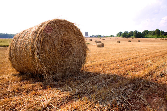 Hay Bales in a farm yard