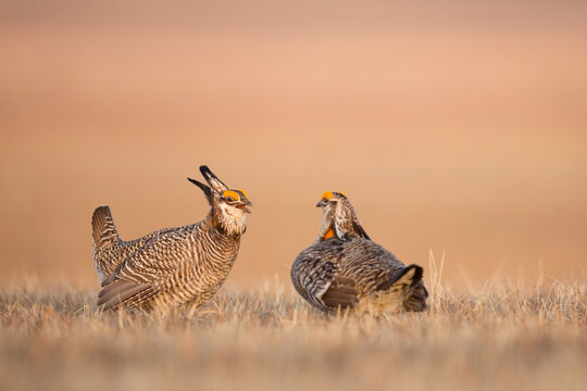 Two male Greater Prairie Chicken (Tympanuchus cupido) square off in a territorial conflict on a display ground, or lek, in the Nebraska sandhills.