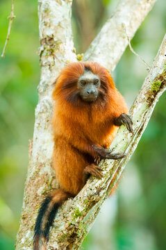 Brazil, Brasil. A wild golden lion tamarin, Leontopithecus rosalia. Porras das Antas Biological Reserve.