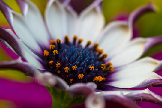 Butchart Gardens