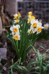 Fototapeta premium Green plant yellow white narcissus flowers nature spring