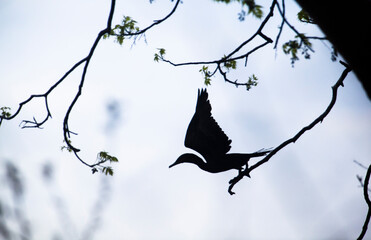 Anhinga (Anhinga anhinga) birds silhouetted on wiry tree branches on the island of Ometepe in southern Nicaragua.