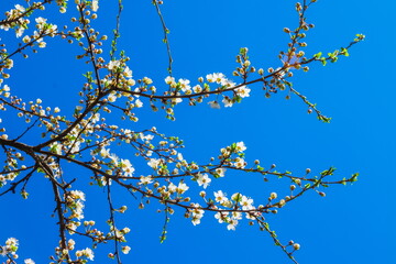 Spring white cherry blossom against blue sky. Spring cherry blossoms on blue background for postcard or banner. Beautiful floral spring abstract background of nature