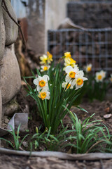 Green plant yellow white narcissus flowers nature spring
