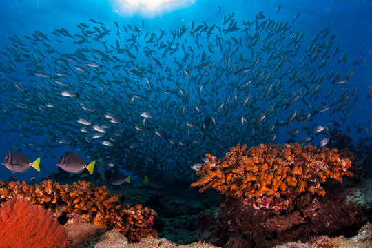 Mexico, Baja California, Sea of Cortez. Coral reefs and a school of fishes at natural protected reserve of Cabo Pulmo.