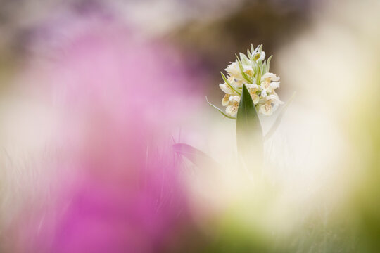 Inflorescence of Elder-flowered Orchid (Dactylorhiza sambucina). Pyrenees. Andorra.