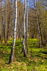 Early spring view of Biebrza and Narew river valley wetlands and nature reserve at Carska Droga road in Podlaskie voivodship in Poland