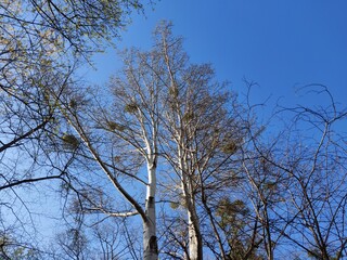 Aspen trees in the early spring and blue sky