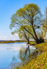 Early spring view of Biebrza river valley wetlands and nature reserve in Wierciszewo village in Podlaskie voivodship in Poland