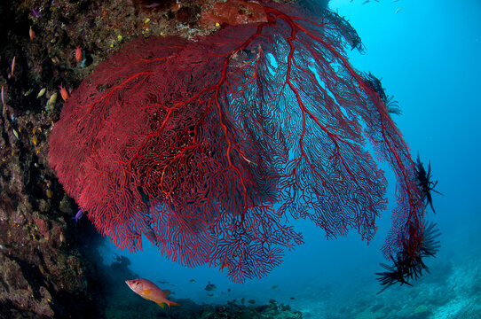 A red gorgonian in Fiji.