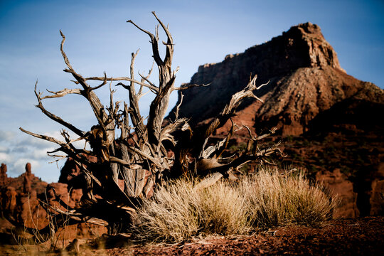 Dead gnarled trees are a common theme in the Utah desert - Moab, Utah