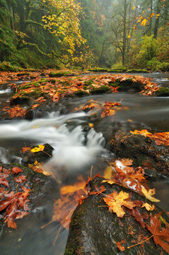 Big leaf maple leaves present a colorful autumn scene in the Columbia River Gorge.