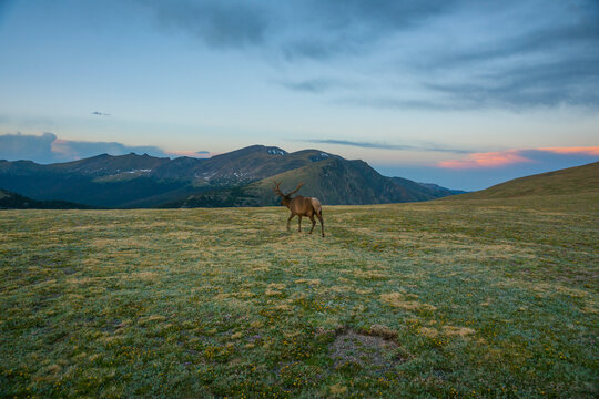 Lone Elk. An elk moves quickly across the alpine tundra in Rocky Mountain National Park.