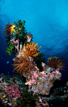 Crinoids on a coral patch in the Solomon Islands