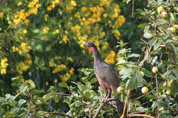 Jacu do Mato (Penelope obscura).