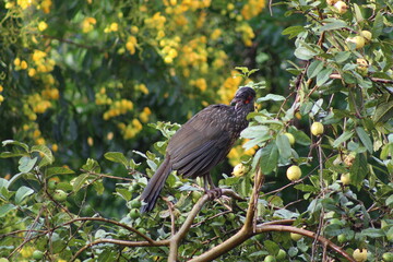 Jacu do Mato (Penelope obscura).