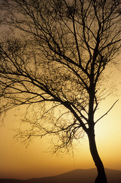 A birch tree without leaves at sunset, Covelo de Geres, Paradela, Peneda-Geres National Park, Portugal.