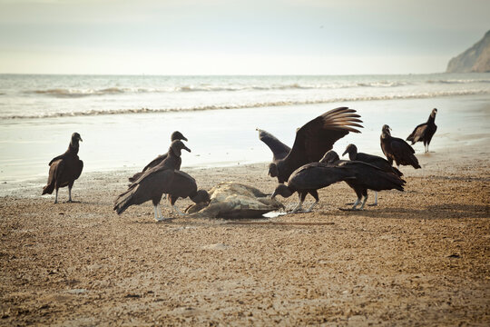 Vultures feast upon the carcass of a dead sea turtle on the beach in Puerto Lopez, Ecuador