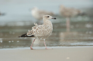European Herring Gull (Larus argentatus) juvenile walking along the shoreline on the beach