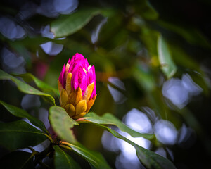 lotus flower in the garden