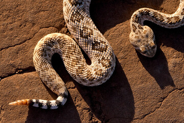 A Texas rattlesnake is captured in a unique position creating a defining graphic line.