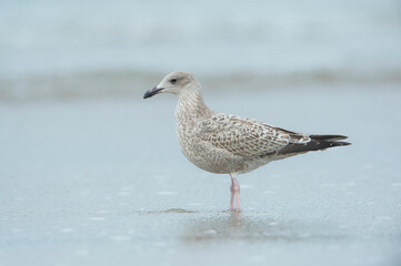 European Herring Gull (Larus argentatus) juvenile at the shoreline on the beach