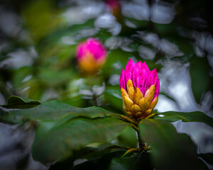pink and yellow flower