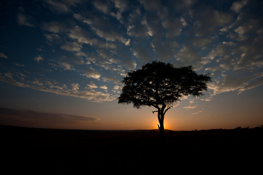 The sun rises behind an acacia tree in the Masai Mara, Kenya.