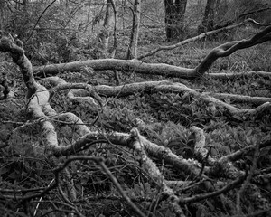 Old tree roots 