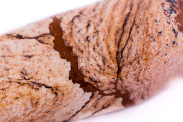 macro stone mineral landscape jasper on a white background