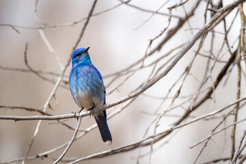 A rocky mountain bluebird sits perched in a cottonwood tree branch in Grand Teton National Park, Wyoming.