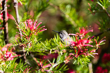 Hummingbird Sitting On A Branch