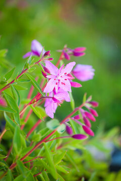 Fireweed (Chamerion angustifolium) in Colonial Glacier basin, North Cascades National Park, Washington.