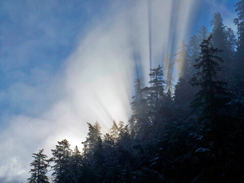 Sunlight Bursts Through Fog And Snow Coated Trees, Smith River, Northern California.