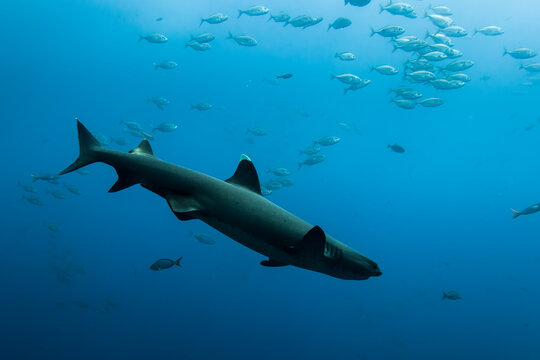 Mexico, Baja California, Revillagigedo Islands. A white tip shark swimming near Roca Partida.