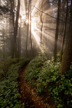 A trail in the forest with sun rays.