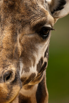 A captive Baringo Giraffe at the zoo, Santa Barbara California