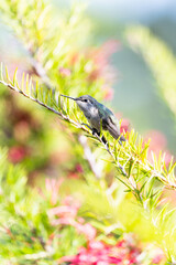 Hummingbird Sitting On A Branch