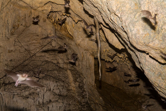 A Puerto Rican Boa (Epicrates inornatus) hunts for bats at La Cueva de los Culebrones, a cave in Puerto Rico.