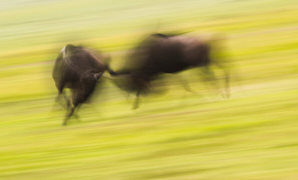 Wildebeest, Maasai Mara National Reserve, Kenya