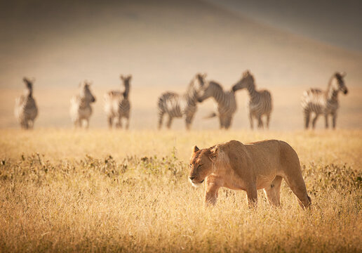 A female lion walks past a group of wary zebras in the Masai Mara, Kenya.