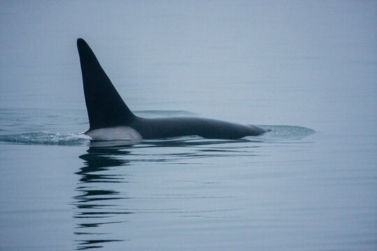 Orca whales prepare to slip back beneath the surface of Young Bay near Juneau Alaska.