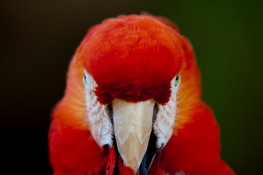 A captive Scarlet Macaw, Ara macao, at the zoo, California