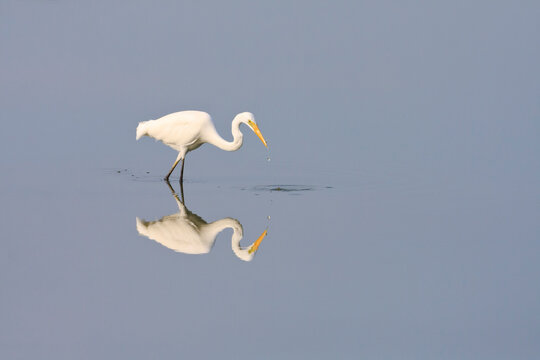 Great Egret (Casmerodius albus) looking for food on water. Laem Pak Bia. Petchaburi province. Thailand.