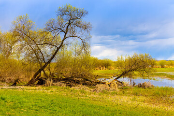 Early spring panoramic view of Biebrza river valley wetlands and wooded shore landscape under stormy clouds in Burzyn village in Podlaskie voivodship in Poland