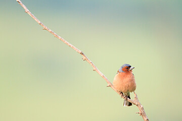 Chaffinch (Fringilla coelebs) male perched on branch. Central Balkan National Park. Bulgaria.