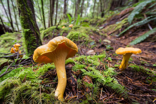 Golden chanterelle mushrooms in the rainforest, ready for picking.
Vancouver Island, British Columbia, Canada.