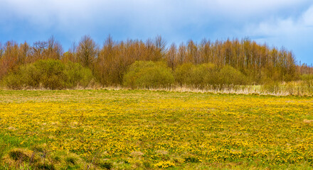 Obraz premium Early spring view of Biebrza river wetlands and nature reserve landscape with Marsh-marigold flowers in Mscichy village in Podlaskie voivodship in Poland
