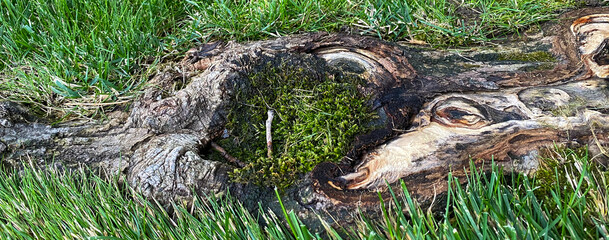 focus on old fallen tree trunk in a tall grass meadow with bright moss growing nature background